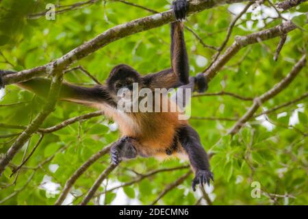 Panama faune avec Azuero Spider Monkey, Ateles geoffroyi azuerensis, à l'intérieur de la forêt tropicale du parc national Cerro Hoya, province de Veraguas, Panama. Banque D'Images