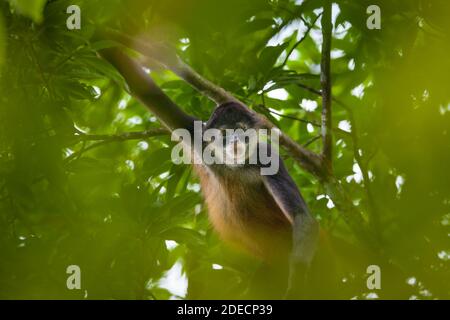 Panama faune avec Azuero Spider Monkey, Ateles geoffroyi azuerensis, à l'intérieur de la forêt tropicale du parc national Cerro Hoya, province de Veraguas, Panama. Banque D'Images