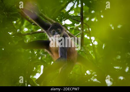 Panama faune avec Azuero Spider Monkey, Ateles geoffroyi azuerensis, à l'intérieur de la forêt tropicale du parc national Cerro Hoya, province de Veraguas, Panama. Banque D'Images