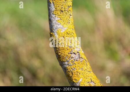 Gros plan d'une branche avec Xanthoria parietina. Un lichen de couleur jaune, mieux connu sous le nom de lichen orange commun ou échelle jaune. Banque D'Images