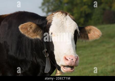 Gros plan d'une vache laitière de couleur noire et blanche. La vache mâche de l'herbe et tourne sa tête vers l'appareil photo. Sur un pâturage en haute-bavière. Banque D'Images