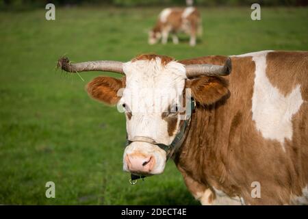 Portrait d'une vache à cornes sur un pâturage. Symbole de l'agriculture écologique et animale. Banque D'Images