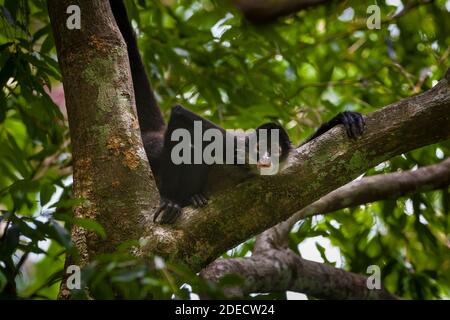 Panama faune avec Azuero Spider Monkey, Ateles geoffroyi azuerensis, à l'intérieur de la forêt tropicale du parc national Cerro Hoya, province de Veraguas, Panama. Banque D'Images