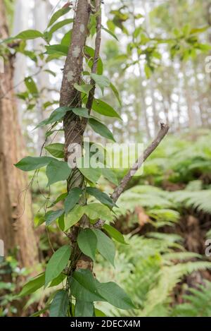 Avec Bracken Fern (Calochlaena dubia) comme toile de fond, les jeunes vignes grimpent un petit arbre sur une colline à Ellenborough Falls, Nouvelle-Galles du Sud, Australie Banque D'Images