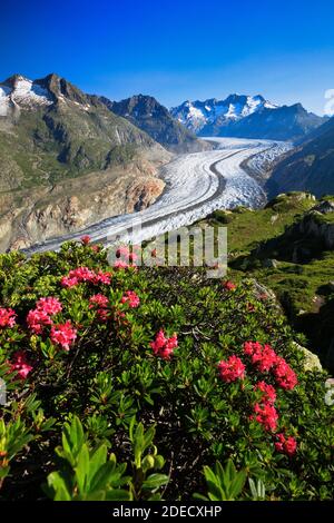 Géographie / Voyage, Suisse, glacier Wannenhoerner et Aletsch avec rose alpine, Valai, droits-supplémentaires-dégagement-Info-non-disponible Banque D'Images
