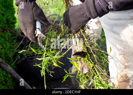 Jardinier coupant des tiges de plantes avec sécateurs et gants d'hiver gros plan pour le compost de jardin en automne Carmarthenshire Wales UK KATHY DEWITT Banque D'Images