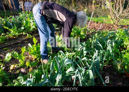 Une femme âgée se penche sur la cueillette de salade verte laisse des poireaux verts Culture dans le jardin rural biologique maison cultivé potager pays de Galles R.-U. KATHY DEWITT Banque D'Images