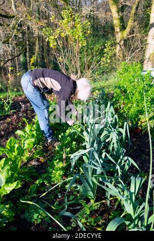 Femme ramassant cueillir des feuilles de salade verte et des légumes de Jardin de campagne biologique maison potager pays de Galles Royaume-Uni KATHY DEWITT Banque D'Images