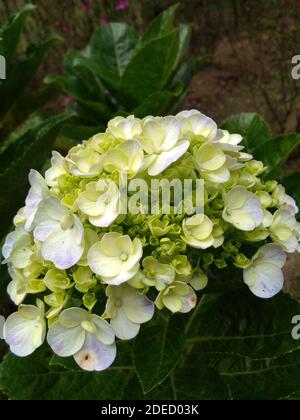 Gros plan de la belle hortensia fleurs en fleur pour décorer la cour de la maison, plantes à fleurs indigènes de l'Asie et des Amériques. De loin le gr Banque D'Images