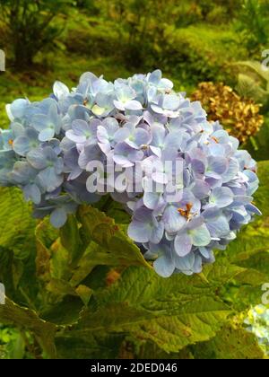 Gros plan de la belle hortensia fleurs en fleur pour décorer la cour de la maison, plantes à fleurs indigènes de l'Asie et des Amériques. De loin le gr Banque D'Images