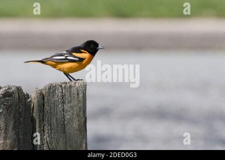 L'Oriole de Baltimore (Icterus galbula) Banque D'Images