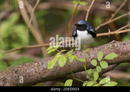 Paruline bleue à gorge noire (Setophaga caerulescens) perchée sur une branche, long Island New York Banque D'Images