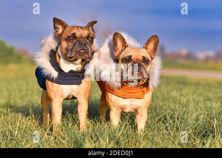 Paire de fauve chiens Bulldog français portant des vêtements chauds d'hiver avec col en fourrure comme protection contre les températures froides Banque D'Images