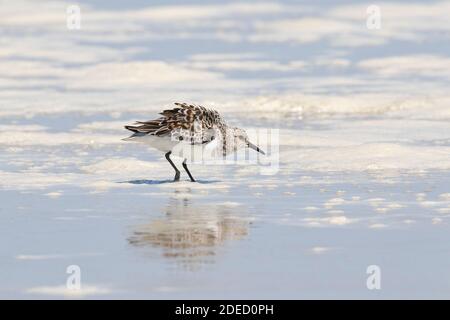 Sanderling (Calidris alba) sur une plage, long Island, New York Banque D'Images