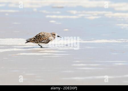 Sanderling (Calidris alba) sur une plage, long Island, New York Banque D'Images