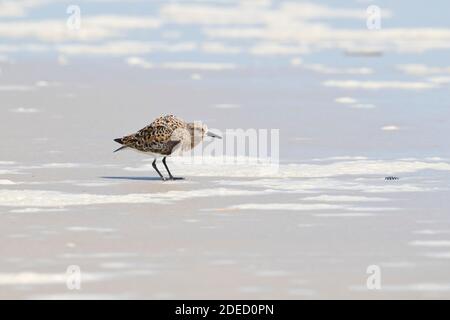 Sanderling (Calidris alba) sur une plage, long Island, New York Banque D'Images