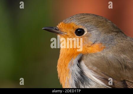 Robin européen (erithacus rubecula, erithacus rubecula rubecula), adulte, portrait, Allemagne Banque D'Images
