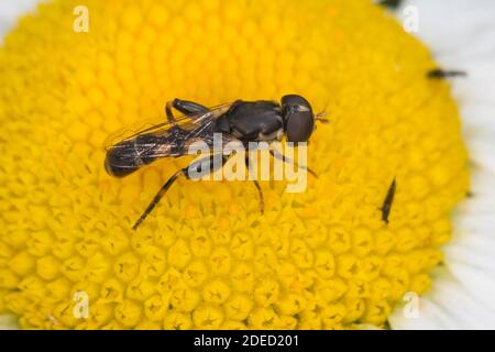 Fuselée Drone Fly (Eristalis pertinax, Eoseristalis pertinax), homme par la présence de la fleur, Allemagne Banque D'Images