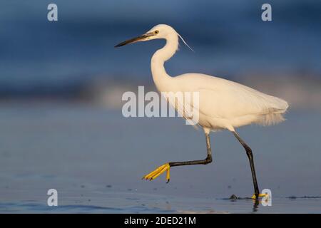 Petit aigrette (Egretta garzetta), vue latérale d'un adulte courant sur la rive, Italie, Campanie Banque D'Images