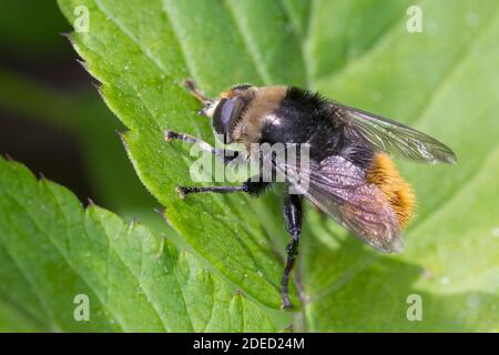 Grande mouche narcissus, grande mouche bulbe, mouche bulbe Narcissus (Merodon equestris), abeille bourdonneuse sur une feuille, Allemagne Banque D'Images