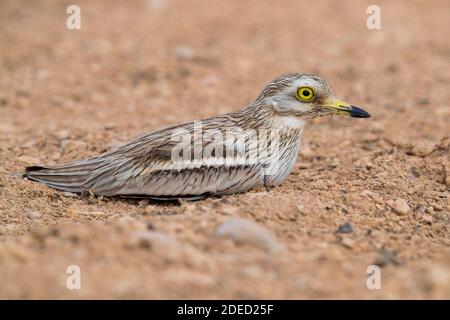 Le curlew en pierre (Burhinus oedicnemus), adulte se reposant dans un habitat du désert, Oman, Dhofar Banque D'Images