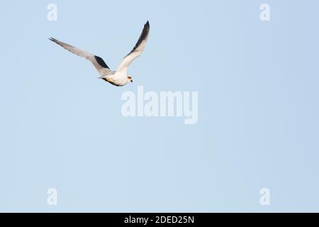 Cerf-volant à épaulettes noires (Elanus caeruleus, Elanus caeruleus caeruleus), en vol, Espagne Banque D'Images