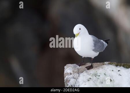 Kittiwake à pattes noires (Rissa tridactyla, Larus tridactyla), perçant sur un mur recouvert de neige, Norvège Banque D'Images