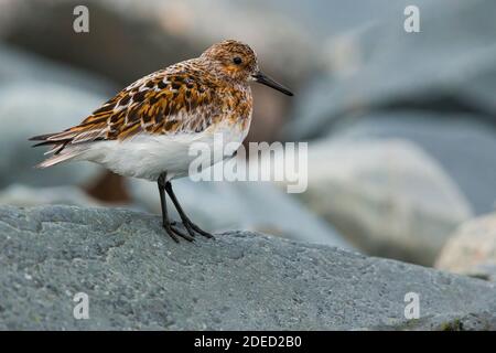 sanderling (Calidris alba), en été plum sur un petit rocher, Norvège, Finnmark Banque D'Images