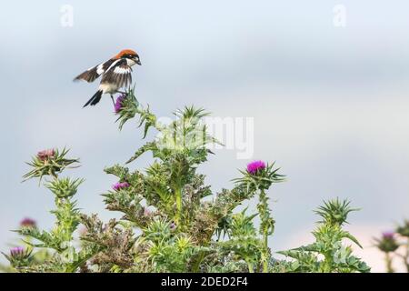 Crevettes méditerranéennes (Lanius sénateur badius, Lanius badius), équilibre sur plante florale, France, Corse Banque D'Images