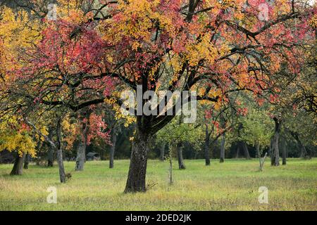Poire commune (Pyrus communis), poire en automne, Allemagne, Bade-Wurtemberg, Pfitzingen Banque D'Images
