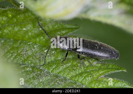 Cliquez sur le coléoptère (Hemitrepidius spec.), assis sur une feuille, vue latérale, Allemagne Banque D'Images