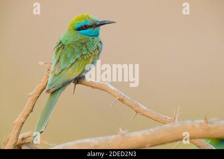 Petite espèce d'abeille verte (Merops orientalis cyanophrys, Merops cyanophrys), adulte perché sur une branche, Oman, Dhofar Banque D'Images