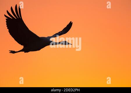 Grue commune, grue eurasienne (Grus grus), en vol dans la lueur du soir, Suède, Vaestergoetland, Falkoeping Banque D'Images