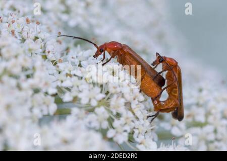 Coléoptère rouge commun du soldat suceur de sang coléoptère de l'amande du mouton (Rhagonycha fulva), s'accouplant sur une ombeau florale, vue de côté, Allemagne Banque D'Images