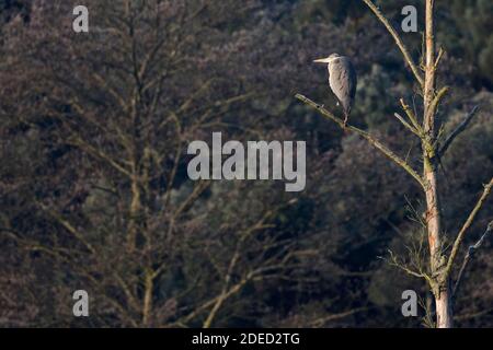 Héron gris (Ardea cinerea), en 1er hiver perching sur une branche, vue arrière, France Banque D'Images