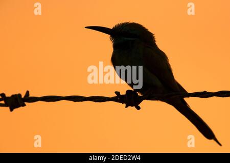 Petit mangeur d'abeilles vertes (Merops orientalis cyanophrys, Merops cyanophrys), adulte perché sur un barbelé au coucher du soleil avec contre-jour, Oman, Dhofar Banque D'Images