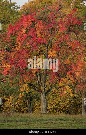 Poire commune (Pyrus communis), poire en automne, Allemagne, Bade-Wurtemberg, Pfitzingen Banque D'Images