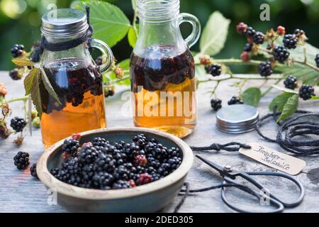 blackberry balsamico, les mûres sont cueillies dans le vinaigre balsamique, Allemagne Banque D'Images