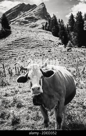 Vache suisse typique sur un pâturage alpin en Suisse Alpes pendant une randonnée Banque D'Images