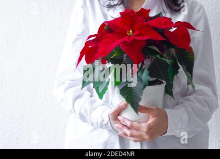 Femmes tenant des fleurs de poinsettia. Ambiance de rêve festive Banque D'Images