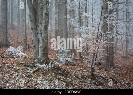 Forêt mixte dans le parc national de Mala Fatra le matin d'hiver, en Slovaquie. Banque D'Images