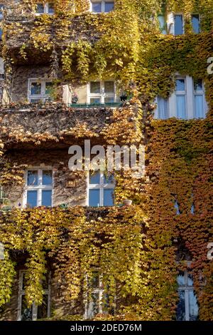 Wohnhaus mit wilden Wein im Herbst, Reuterstrasse, Kreuzberg, Berlin, Banque D'Images