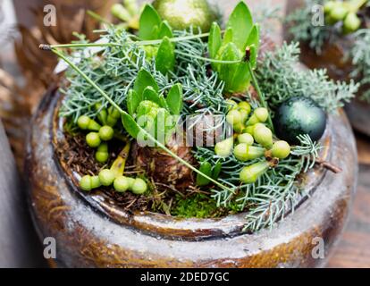 Composition de fleurs de Noël en pot. Bouquet de Geocynts avec boules de Noël festives, branches de conifères. Décoration florale pour la maison, fleur d'Europe Banque D'Images