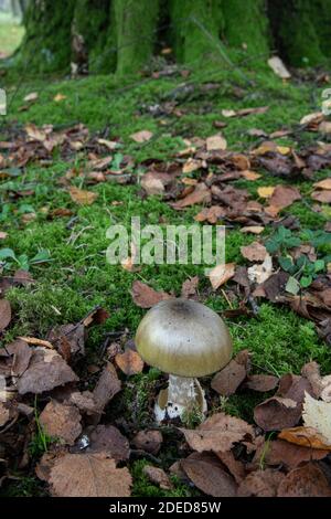 Champignon Deathcap : Amanita phalloides, Sussex, Royaume-Uni Banque D'Images