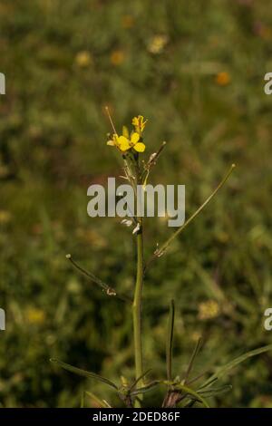 Sisymbrium orientale, roquette orientale, usine de roquette à fleurs jaunes Banque D'Images