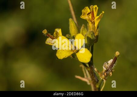 Sisymbrium orientale, roquette orientale, usine de roquette à fleurs jaunes Banque D'Images