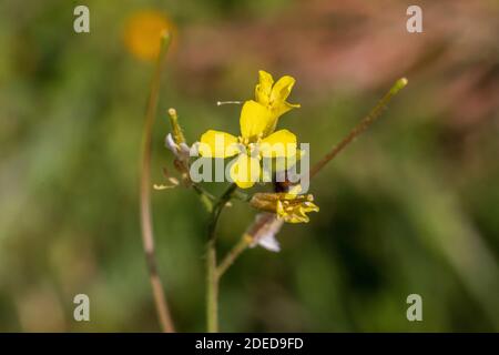 Sisymbrium orientale, roquette orientale, usine de roquette à fleurs jaunes Banque D'Images