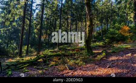 Photo pittoresque des bois d'automne prise lors d'une randonnée dans le Forêt sur le Feldberg en Allemagne Banque D'Images