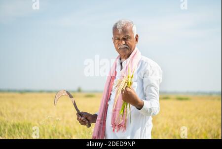 Fermier indien souriant dans la chaude journée ensoleillée tenant le paddy et Couteau rond ou faucille dans le domaine agricole - concept de récolte exceptionnelle et bonne récolte Banque D'Images