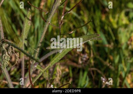 Sisymbrium orientale, fusée orientale, Rocket Plant Leaf Banque D'Images